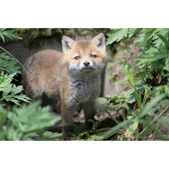 Tamron afa067z700 29