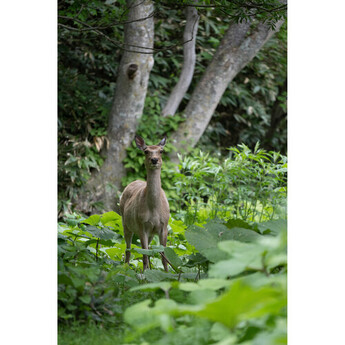 Tamron afa067z700 30