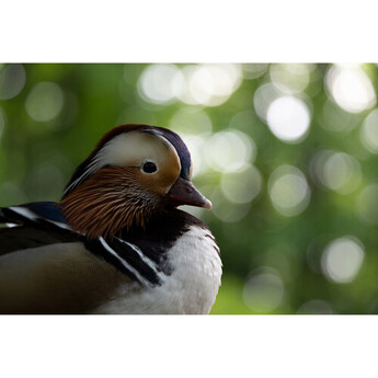 Tamron afa067z700 33