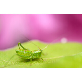 Tamron aff072s700 31