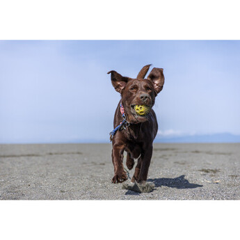Tamron 16-50mm f/2.8 A Lens (Sony E) — thumbnail 18