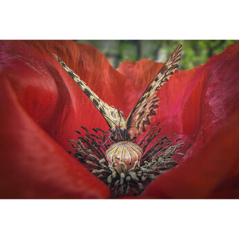 Venus optics Laowa 15mm f/4.5 Macro Lens (L-Mount) — thumbnail 12