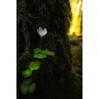 Venus optics Laowa 15mm f/4.5 Macro Lens (L-Mount) — thumbnail 14