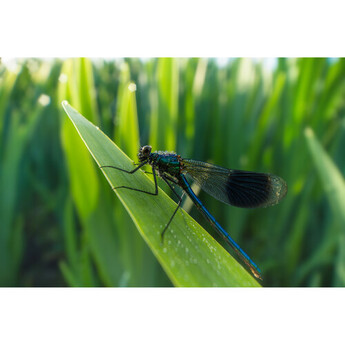 Venus optics Laowa 15mm f/4.5 Macro Lens (L-Mount) — thumbnail 15