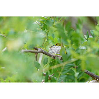 Sony ilce 1m2 45