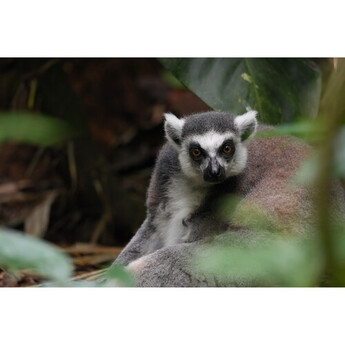 Sony a7R VI Mirrorless Camera — thumbnail 35
