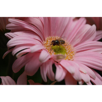 Sony RX10 V Digital Camera — thumbnail 37