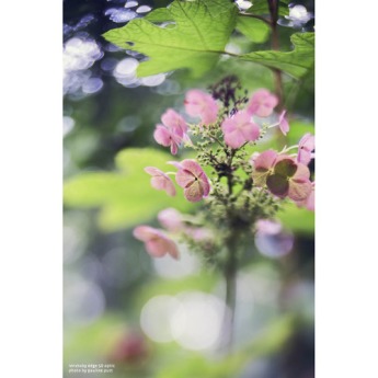 Lensbaby lbcp2e50c 8