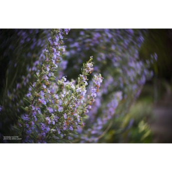 Lensbaby lbt60c 2