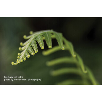 Lensbaby Velvet 85mm f/1.8 Lens for Nikon Z — thumbnail 17